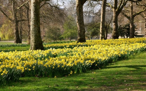 Daffodils in Green Park near Buckingham Palace - A.N. Grove Daffodils in Green Park near Buckingham Palace - A.N. Grove