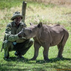 Blind Baby black rhino Lewa Baby black rhino born blind