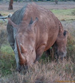 Mother and baby Rhino grazing