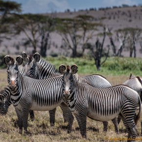 Grevey Zebras at Lewa Endangered Grevy zebras