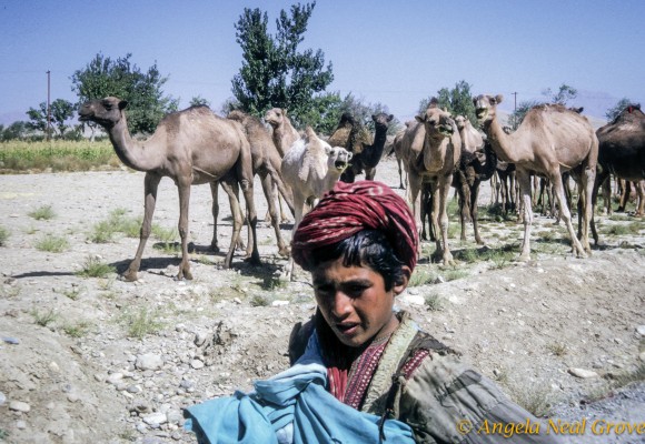 Nomad Boy and camels_ Nomad boy on the road to Kabul