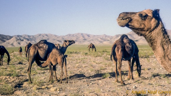 Kochi camels in Afghanistan Afghan nomad camels