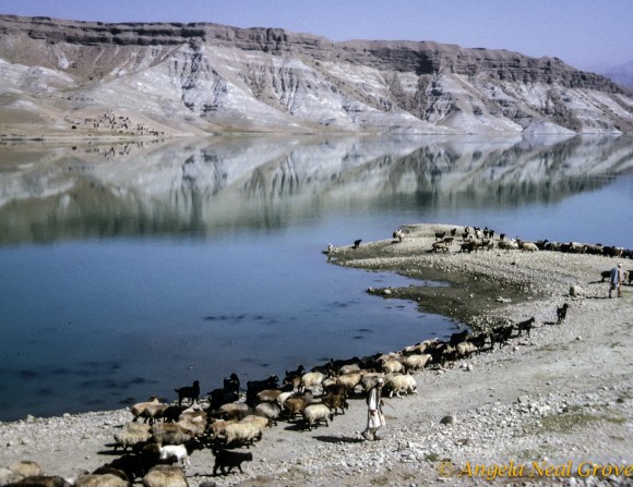 Kabul Gorge with sheep early morning_ Sheep at the Kabul Gorge