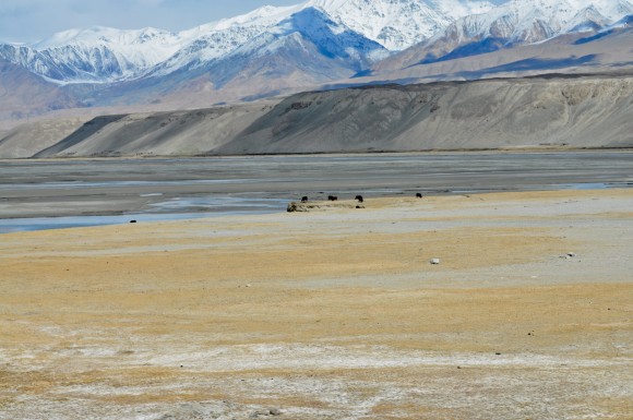 Central Asian Steppe