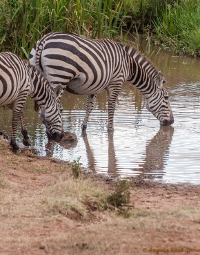Grevy zebra at a waterhole. Angela Neal Grove Grevy Zebra
