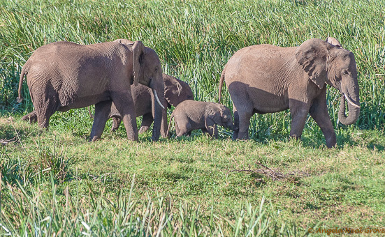 Elephant family at Lewa Wildlife Conservancy Angela Neal Grove elephant family