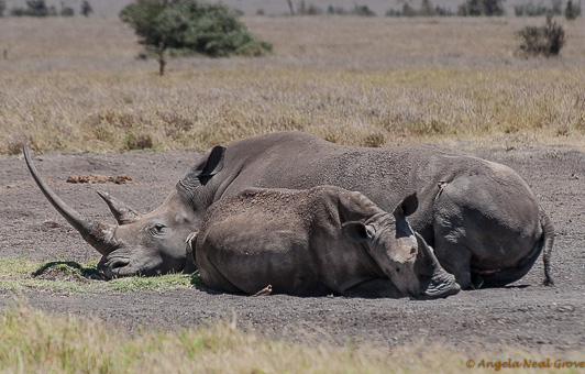 Mother and baby rhino Angela Neal Grove mother and baby rhino