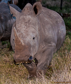 Baby rhino taken by angela neal grove Baby rhino on Lewa