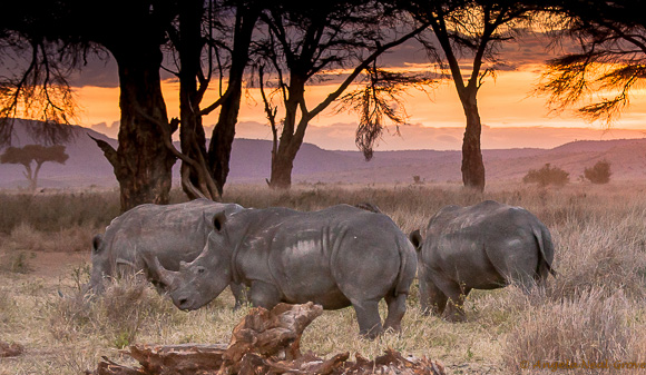 Rhino grazing peacefully on Lewa Wildlife Conservancy, Kenya. Angela Neal Grove Rhino grazing peacefully