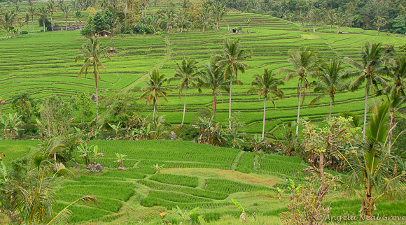 Bali Rice Terraces | Photo: Angela Neal Grove