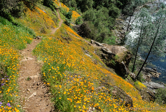 California poppies