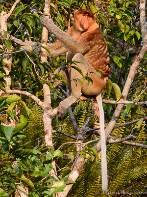Proboscis Monkey sitting on a tree branch showing their world's longest white tails | Photo: Angela Neal Grove