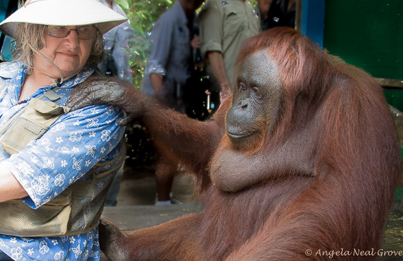 Galdikas at Camp Leakey with endangered orangutan