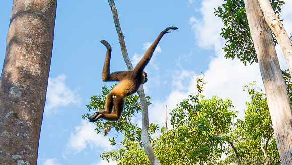 Gibbon leaping through trees at Camp Leakey
