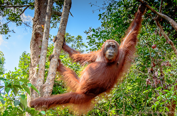 Photo of endangered orangutan swinging from a tree at Camp Leakey, an orangutan sanctuary in Borneo | Photo: Angela Neal Grove