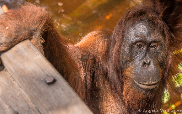 Endangered orangutan at Camp Leakey