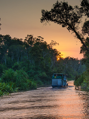 Klotok chugging down the river after visiting endangered orangutans