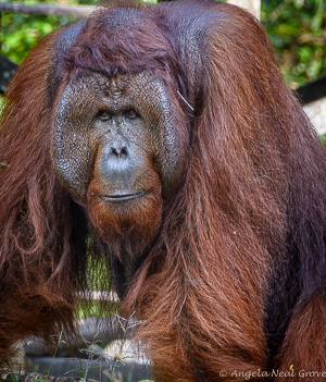male