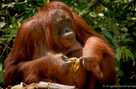 Endangered orangan with banana