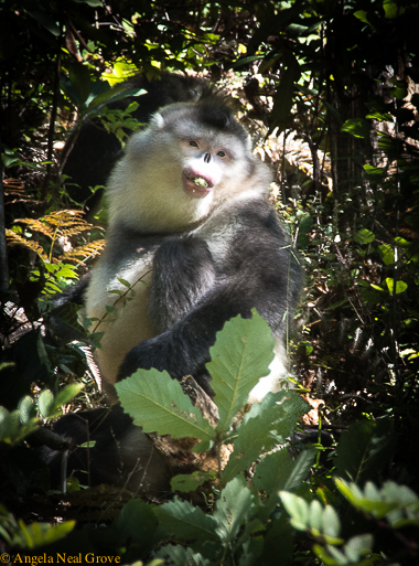 Snub nosed monkey munching lichen, their staple diet. angrove