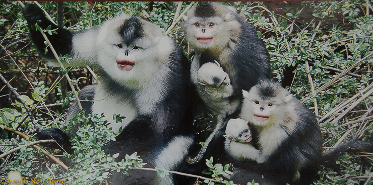 Poster of monkeys at conservation reserve angrove