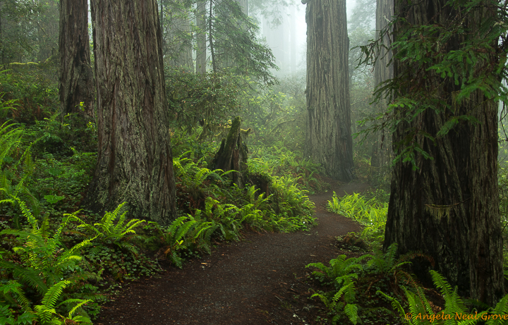 Ancient Redwood Forest Giants . Lady Bird Johnson Grove of old growth redwoods, Northern California