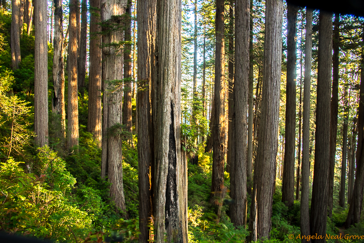 Ancient Redwood Forest Giants