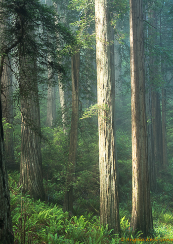 Ancient Redwood Forest Giants. Early morning sun shines through the misty forest