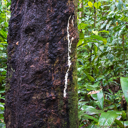 Amazon river Life: Latex spills down the side of a wild rubber tree in the Amazon jungle in Peru. PHOTO;ANGROVE