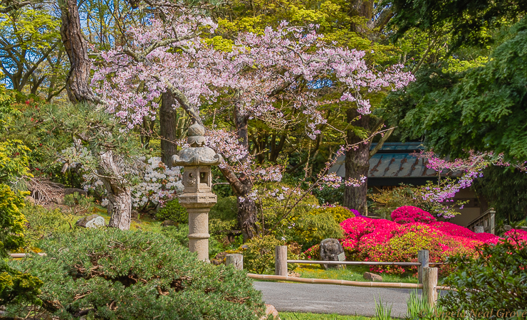 Cherry trees and azaleas blooming in Golden Gate Park, San Francisco, March 2021. In Japan cherry blossoms, Sakura, are synonymous with Spring and a time of renewal. They are also symbolic of the fleeting nature of life since blossoms last only two weeks. In 2020 all Cherry Blossom festivals were cancelled. PHOTO;//ANGROVE