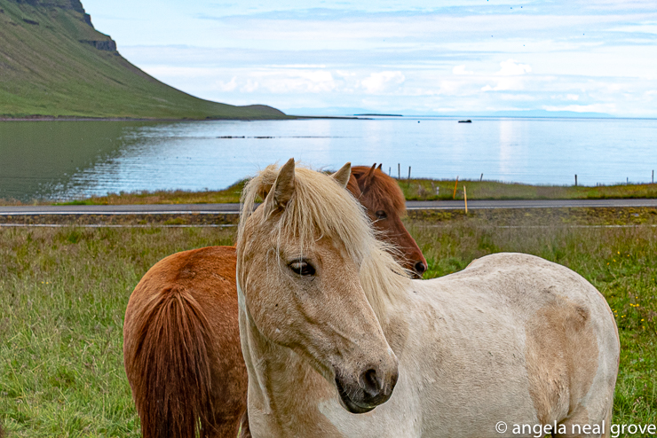 Icelandic horses are a stocky breed introduced by the first Nordic settlers over 1,000 years ago. They have adapted to the climate by growing a thick coat in winter. Until recently they were a major form of transportation. Roads and bridges have only been built since the second world war. Iceland is a land of contrasts. //: PHOTO: A.N GROVE
