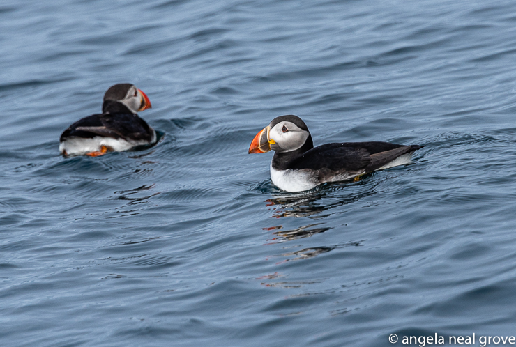 Puffins are among the hundreds of seabirds who nest on the rugged cliffs of Iceland. Puffins return to he same place each year. They build burrows with their beaks on the top of cliffs. They lay one egg. When the chick is grown they all leave and spend winter at sea, returning the following spring to nest again. Iceland is a land of contrasts. //: PHOTO: A.N GROVE