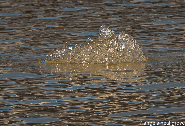 Like a glittering jewel. This piece of melting ice from the Vatnajokull Ice cap was floating in the glacial lagoon lake. Iceland is a land of contrasts. //: PHOTO: A.N GROVE