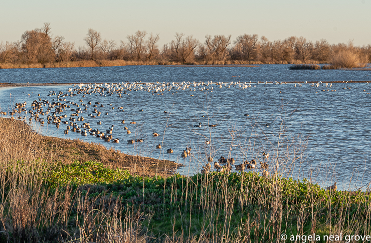 Snow geese and ducks feeding and preening on the edge of a wetland pond at the Sacramento National Wildlife Refuge