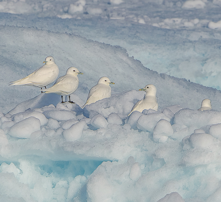 Narwhals, Polar Bears and More Arctic Adventures.
Ivory gulls resting on sea ice.
PHOTO:// ANGROVE