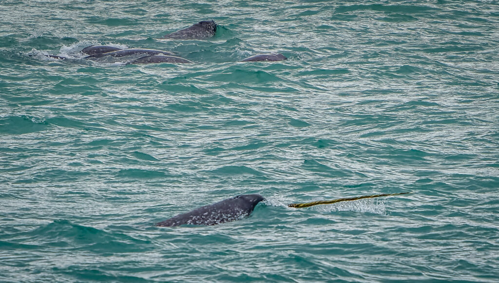 Narwhals, Polar Bears and More Arctic Adventures: Pod of Narwhals swimming in the early morning. The tusk on the narwhal in the foreground is clearly visible in the milky glacier-melt water as it dives, dips and undulates searching for food. Narwhal tusks can grow to nine feet: AN Grove