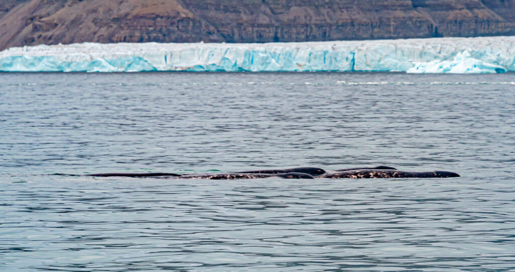 Narwhals, Polar Bears and More Arctic Adventures.
Pod of Narwhals swimming in front of a glacier in Croker Bay, Devon Island, in the Canadian Arctic Archipelago. Narwhals called "Unicorns of the Sea" due to their long tusk, eat cod, squid and shrimp. During ice-free summer months they eat lightly. // Photo: AN Grove